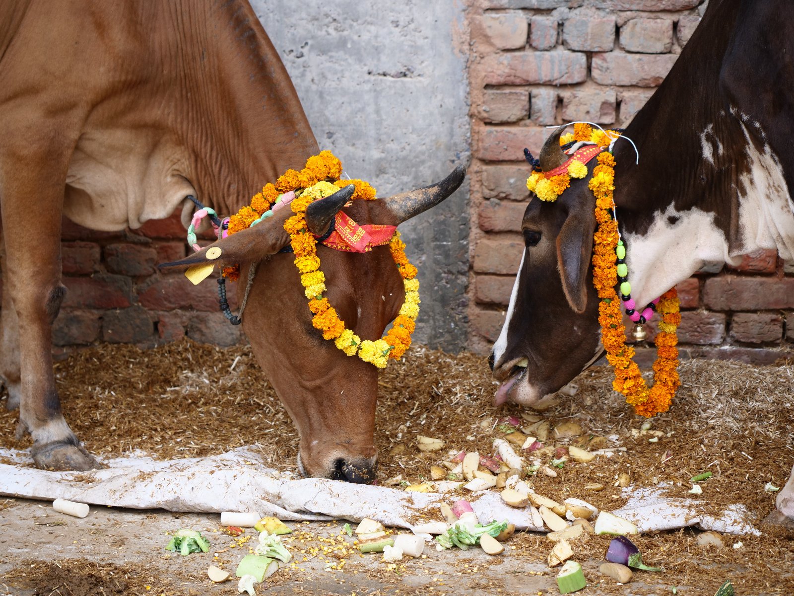  87 Gopashtami Radha kunda Govardhan 19.11.04